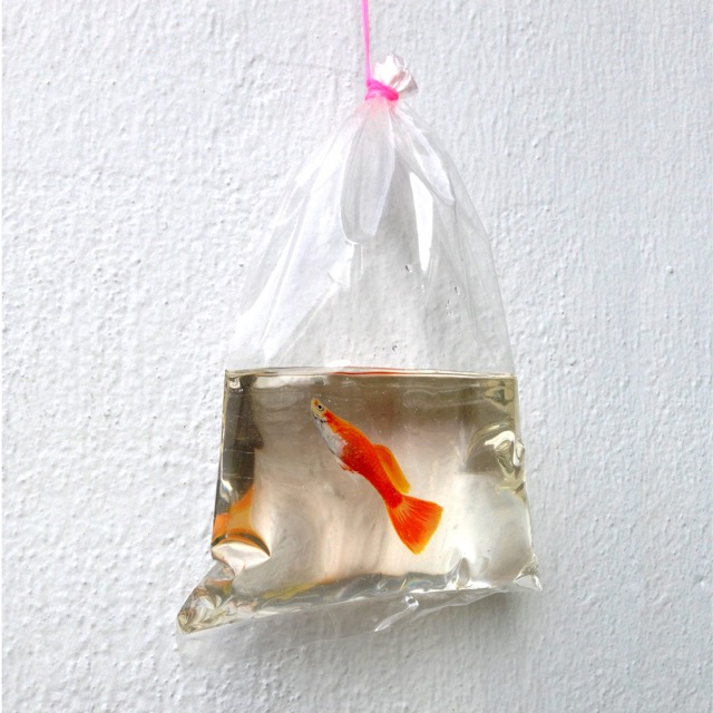 Oranje goudvis in hars en acryl van Keng Lye in plastic zakje hangend aan de muur